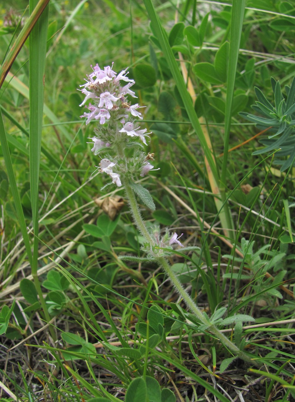 Image of Thymus elisabethae specimen.