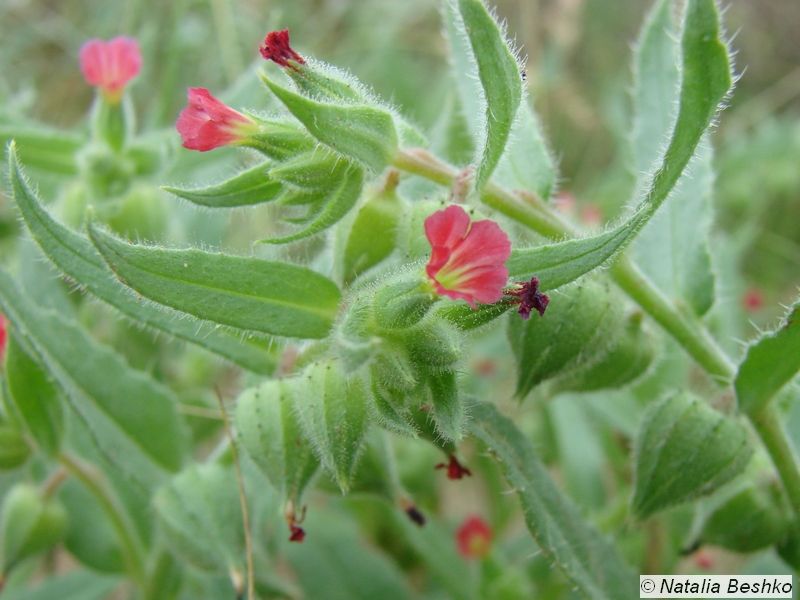 Image of Nonea caspica specimen.