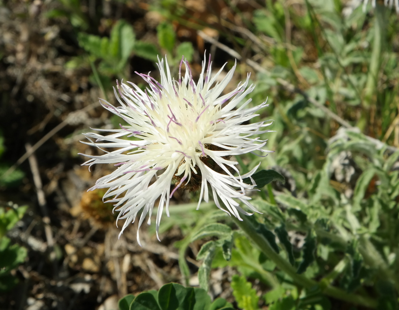 Изображение особи Psephellus declinatus var. albus.