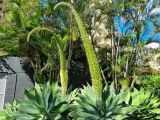 View full-size image Agave attenuata