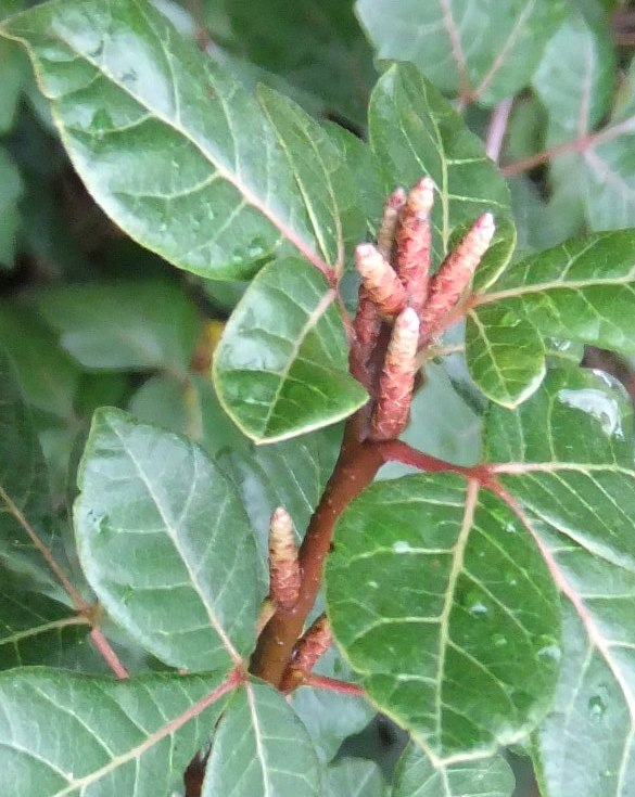 Image of Rhus trilobata specimen.