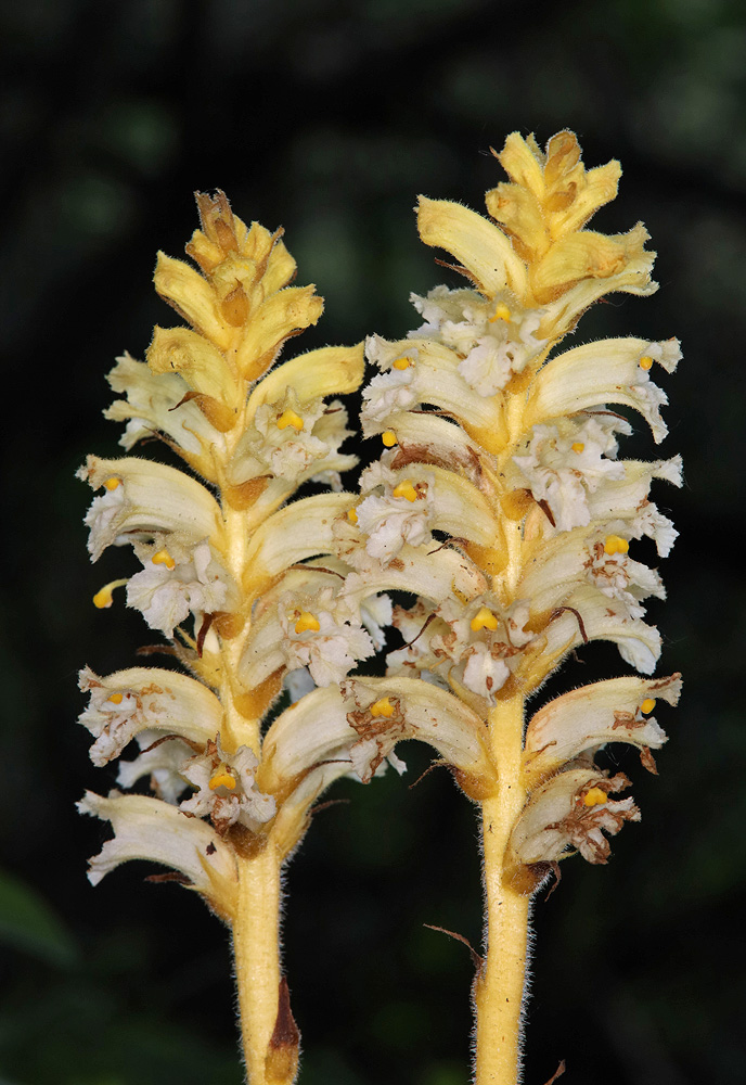 Image of genus Orobanche specimen.