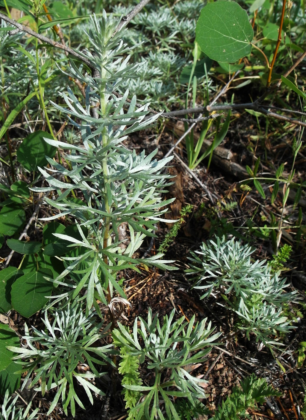 Image of Artemisia sericea specimen.