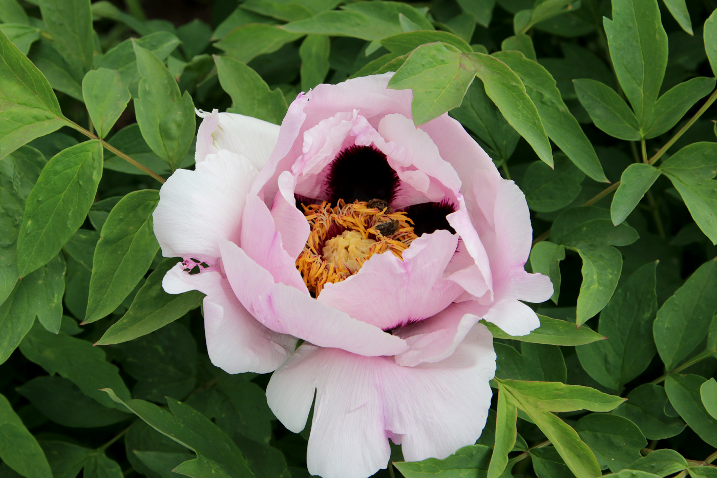 Image of Paeonia suffruticosa specimen.