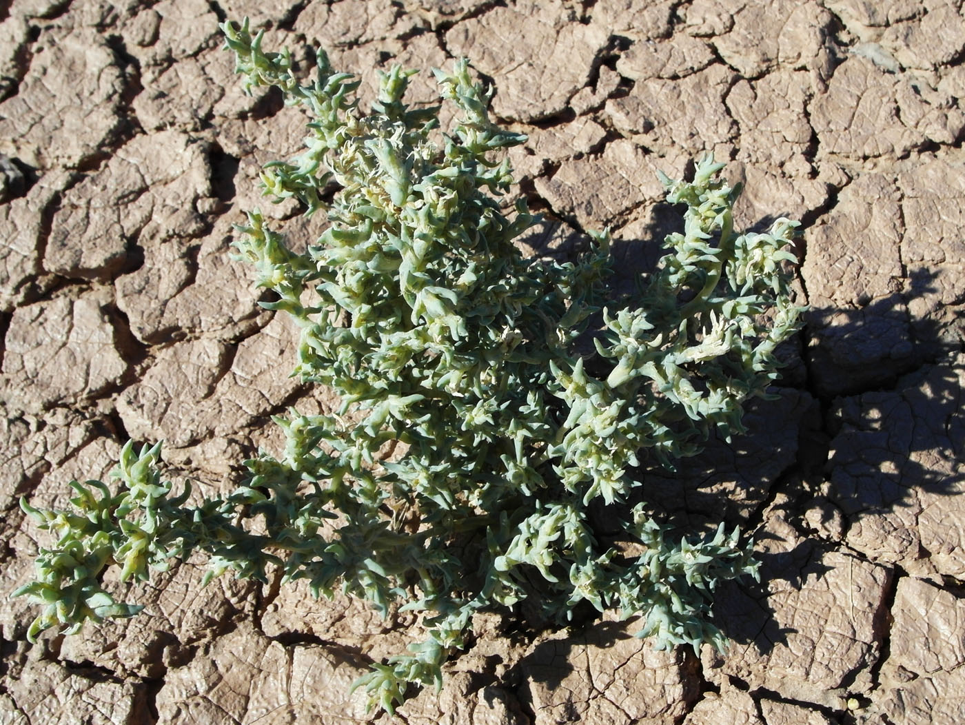 Image of genus Petrosimonia specimen.