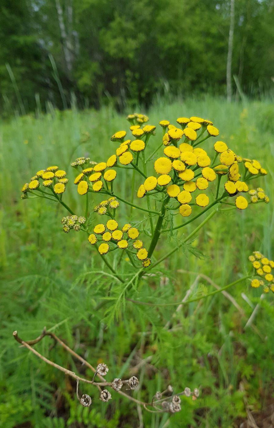 Изображение особи Tanacetum vulgare.