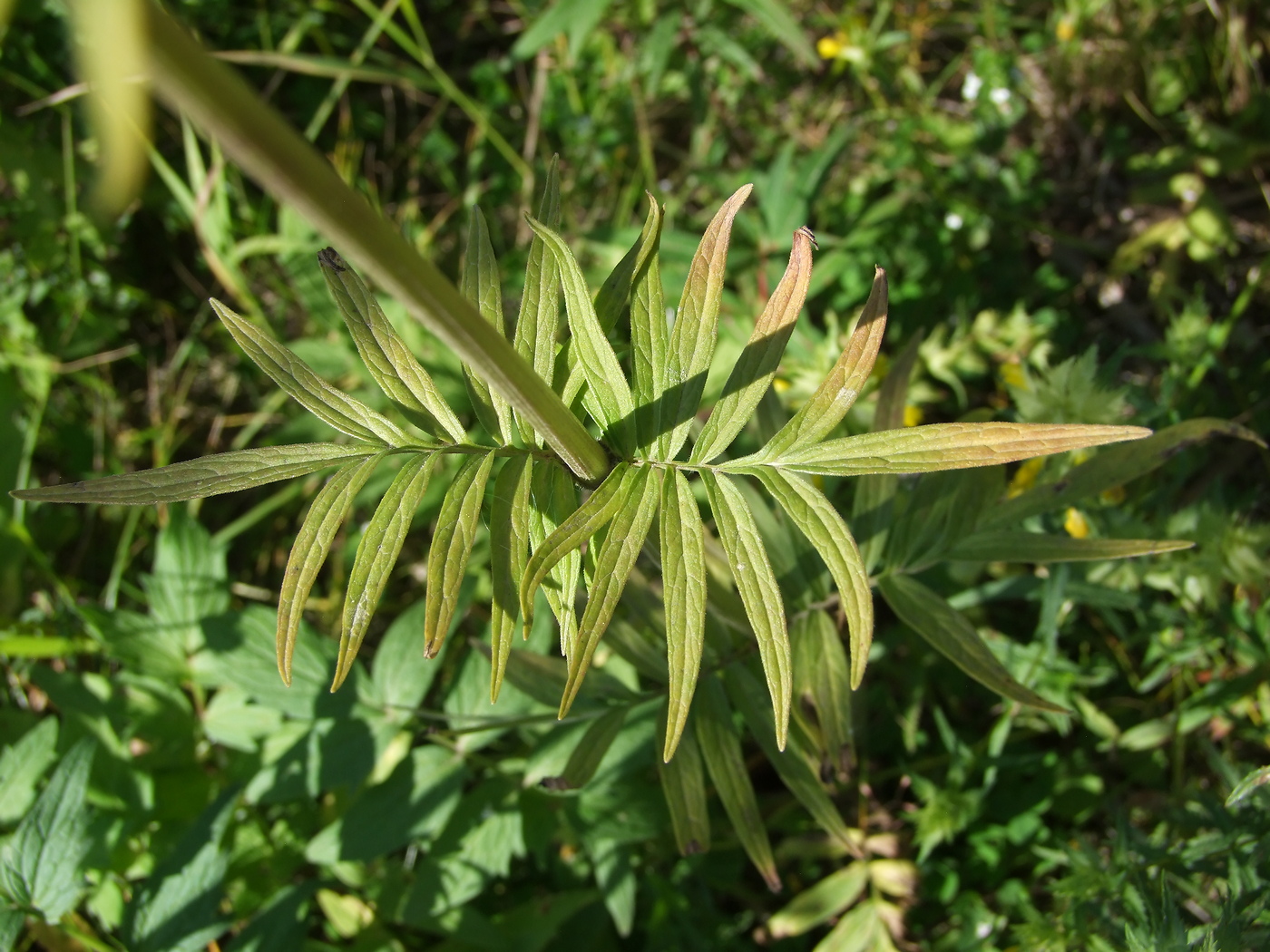 Изображение особи Valeriana transjenisensis.