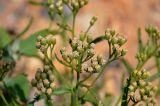 Achillea alpina