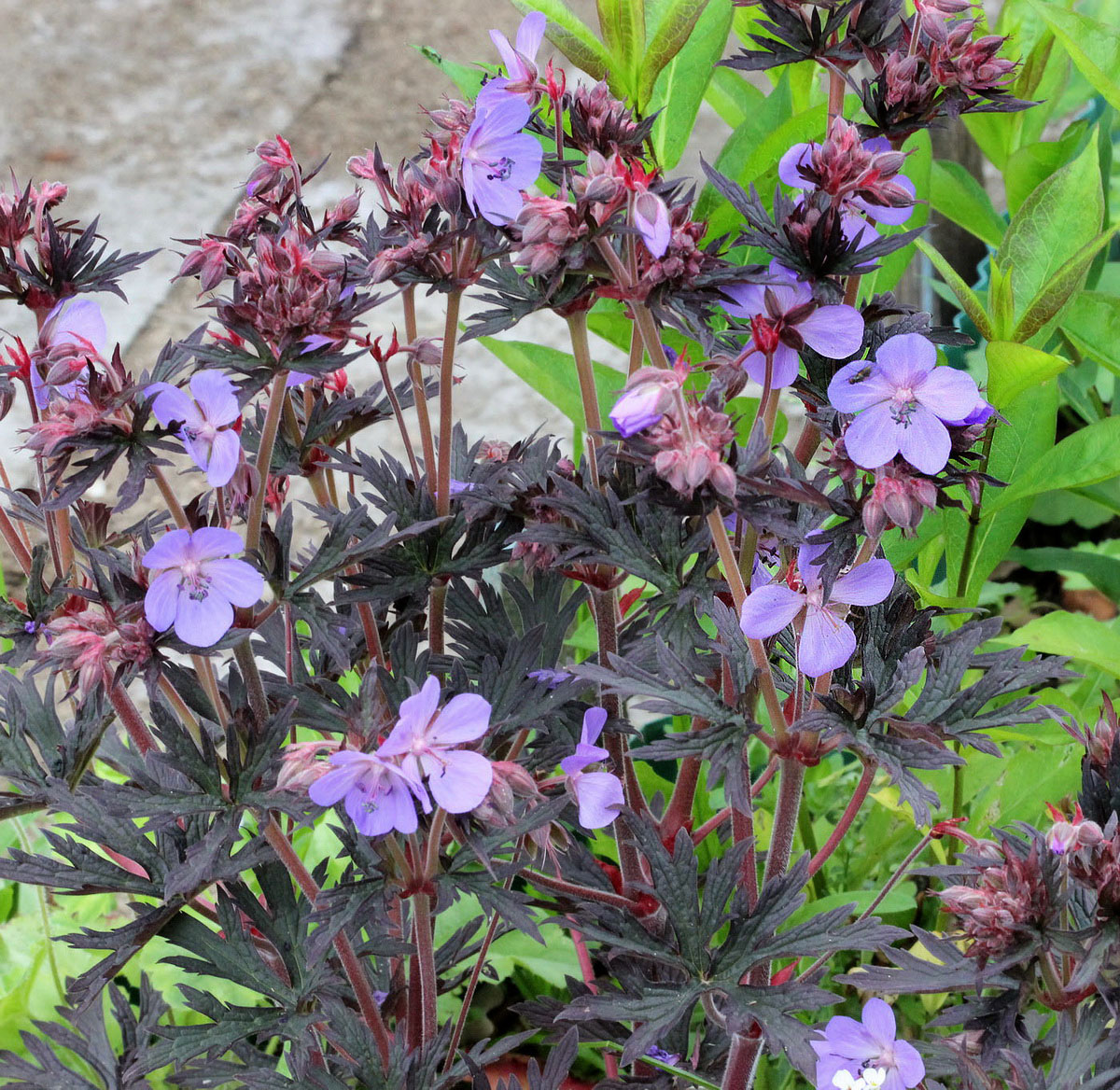 Изображение особи Geranium pratense.