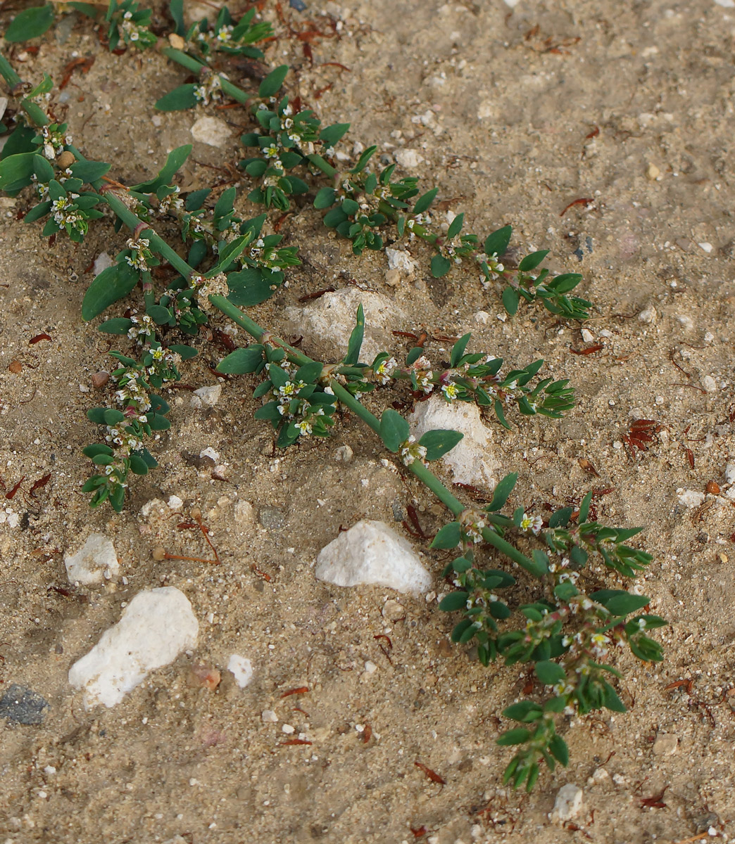 Image of Polygonum arenastrum specimen.