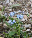 Myosotis alpestris. Верхушка цветущего растения. Республика Ингушетия, Джейрахский р-н, ур. Мухул, высота ок. 2200 м н.у.м., каменистый участок. 18 июня 2022 г.