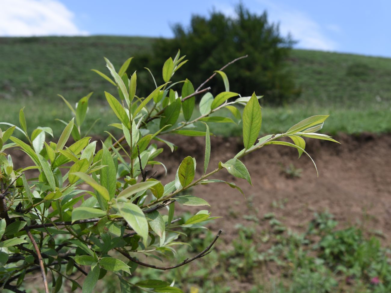 Image of genus Salix specimen.