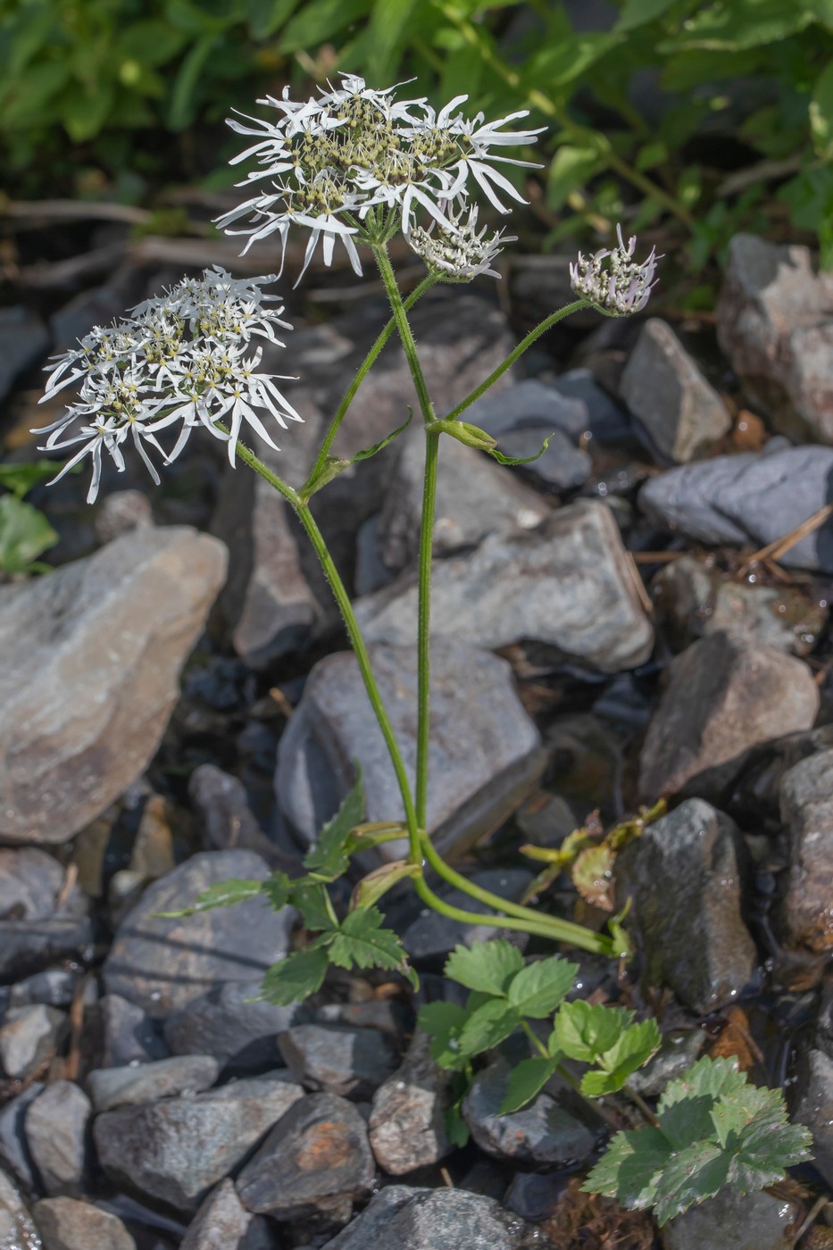 Image of Heracleum apiifolium specimen.