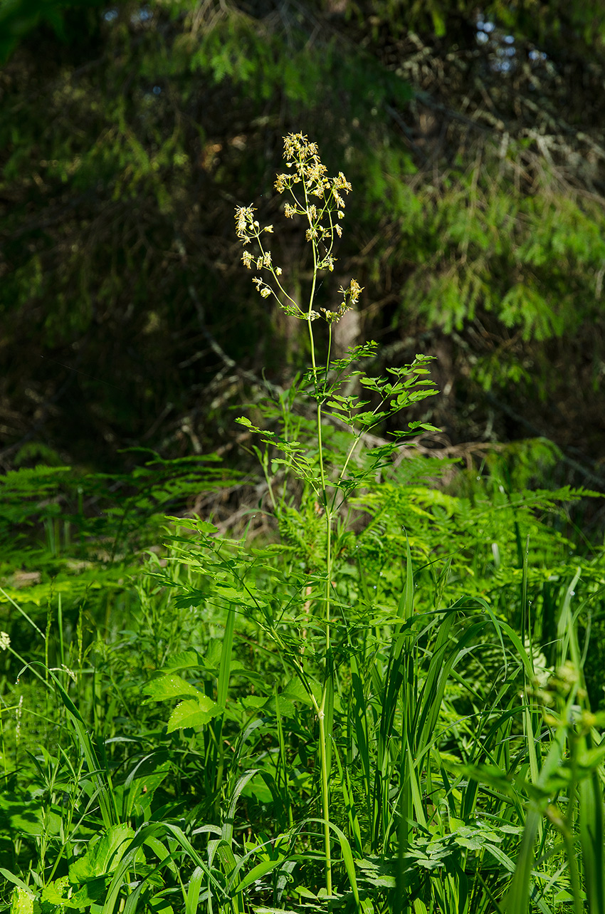 Изображение особи Thalictrum simplex.