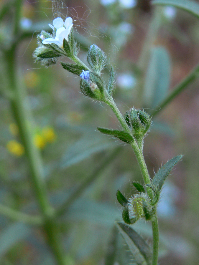 Image of Lappula squarrosa specimen.