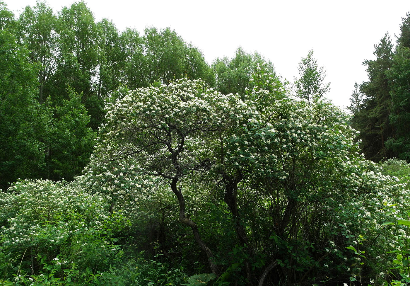 Image of Lonicera tatarica specimen.