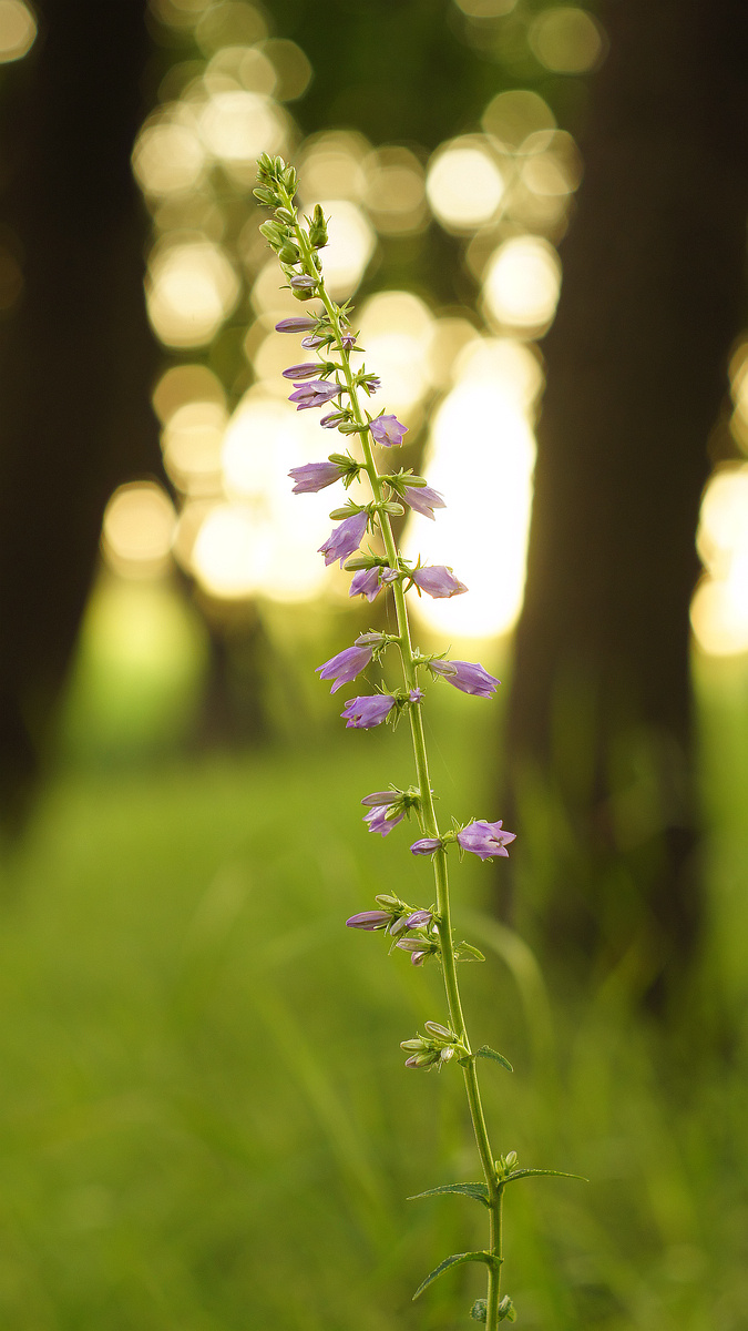 Image of Campanula bononiensis specimen.