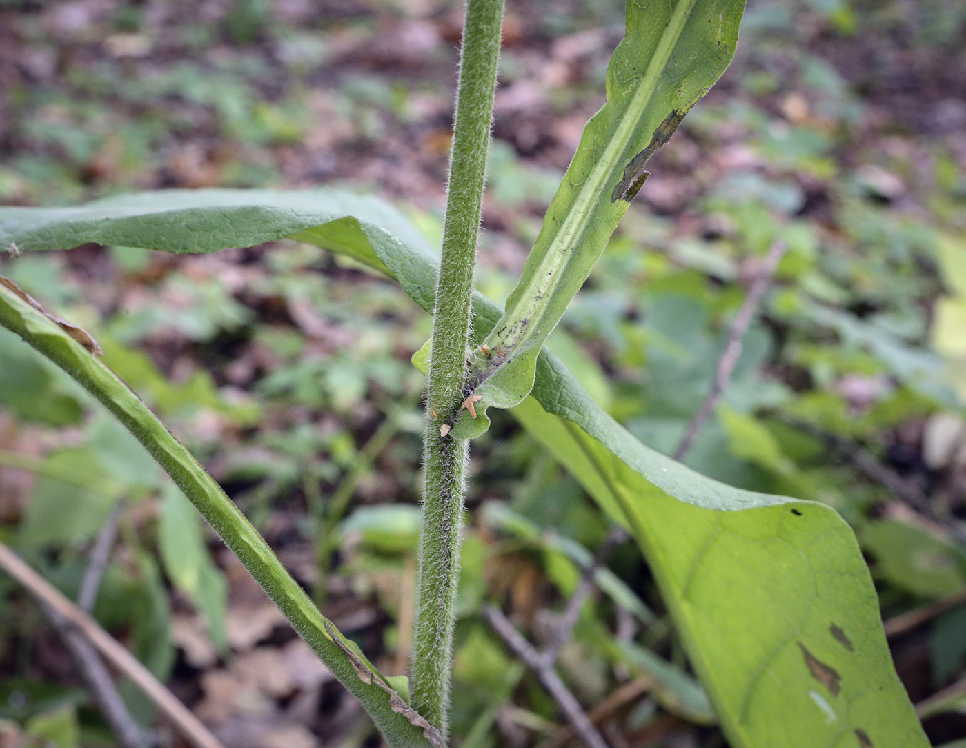 Image of Inula helenium specimen.