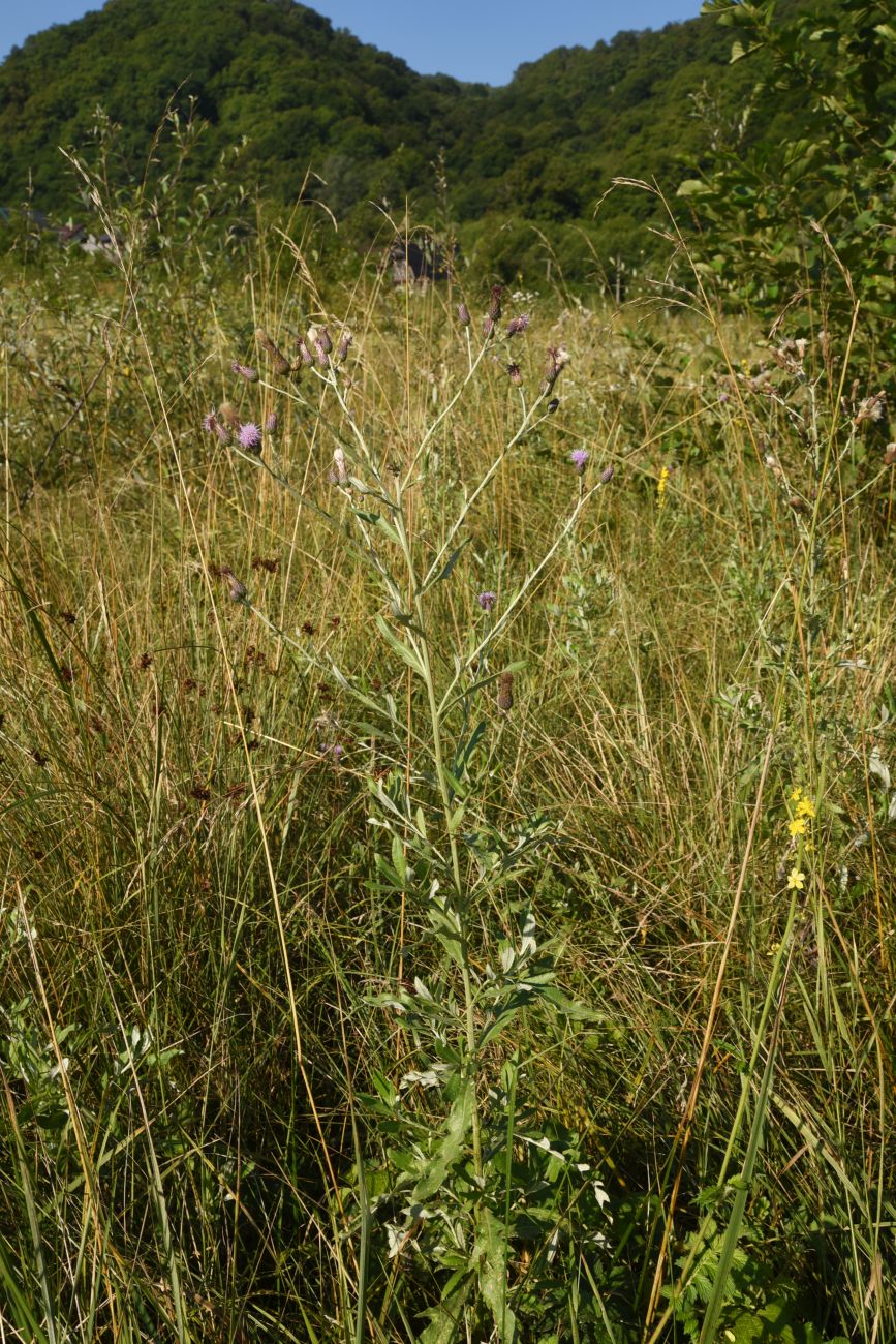 Image of Cirsium incanum specimen.