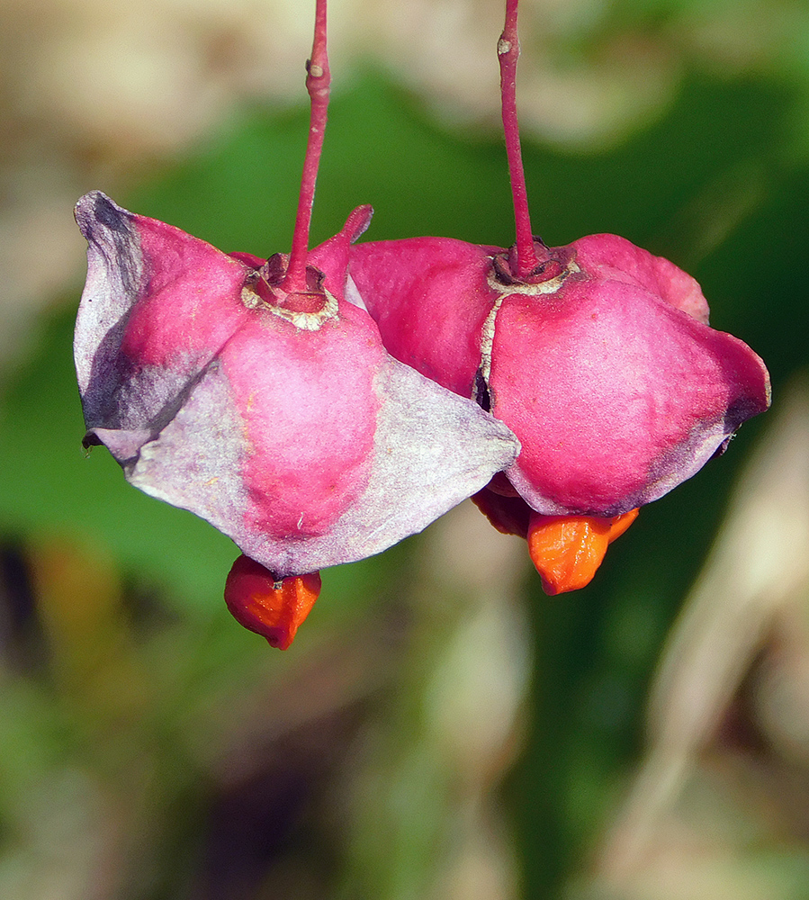 Изображение особи Euonymus latifolius.