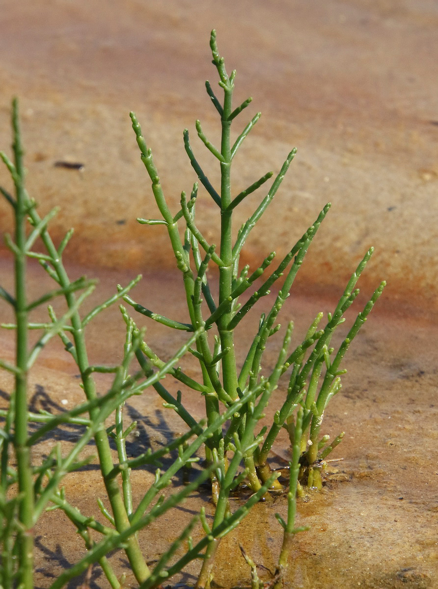 Image of Salicornia perennans specimen.