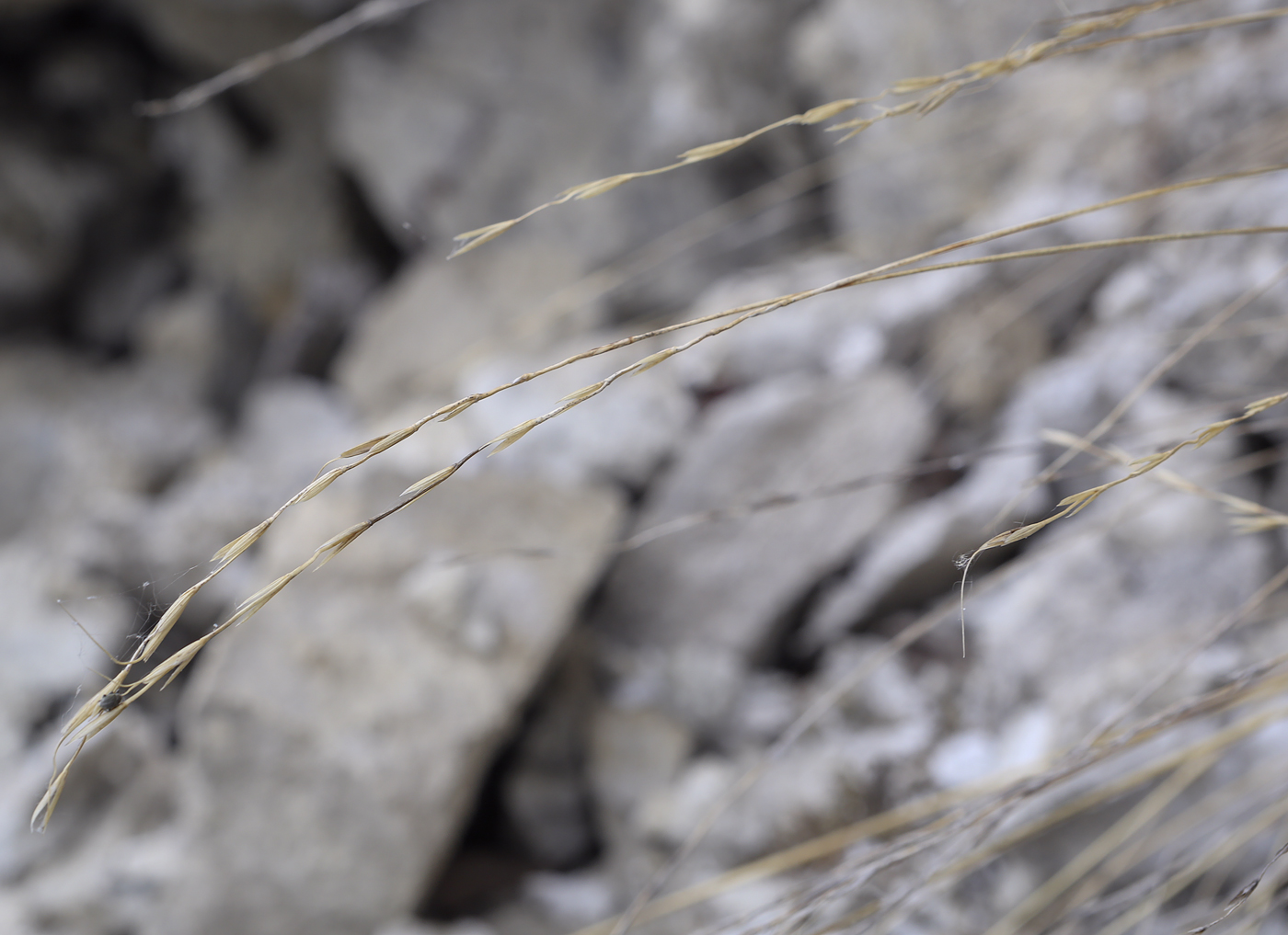 Image of genus Elymus specimen.