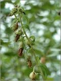 Campanula rapunculoides. Соплодие. Тверская обл., Ржевский р-н, берег Волги с выходами мела, окр. переката Рождественский. 5 августа 2010 г.