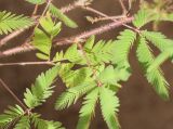 Mimosa pudica