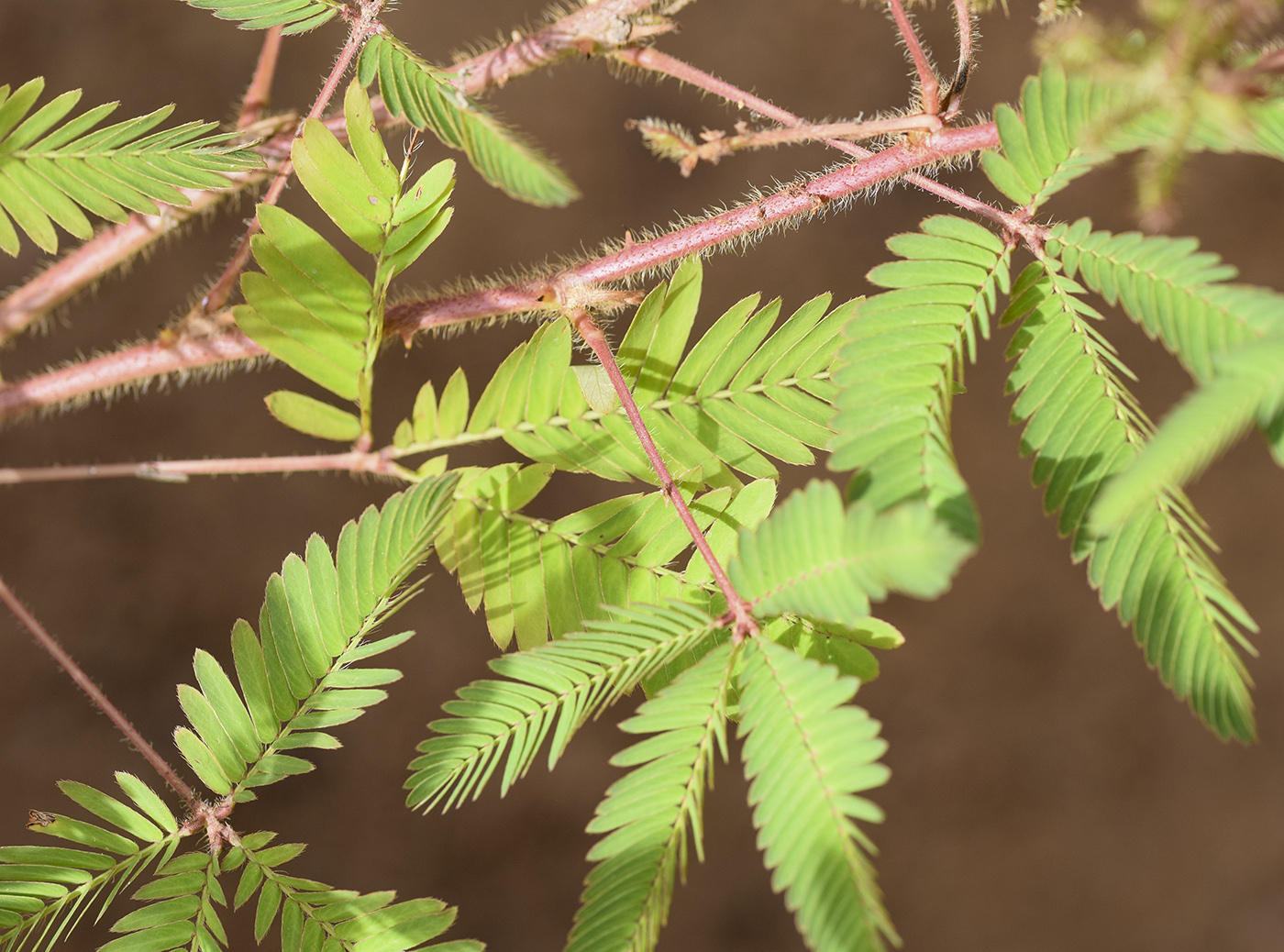 Изображение особи Mimosa pudica.