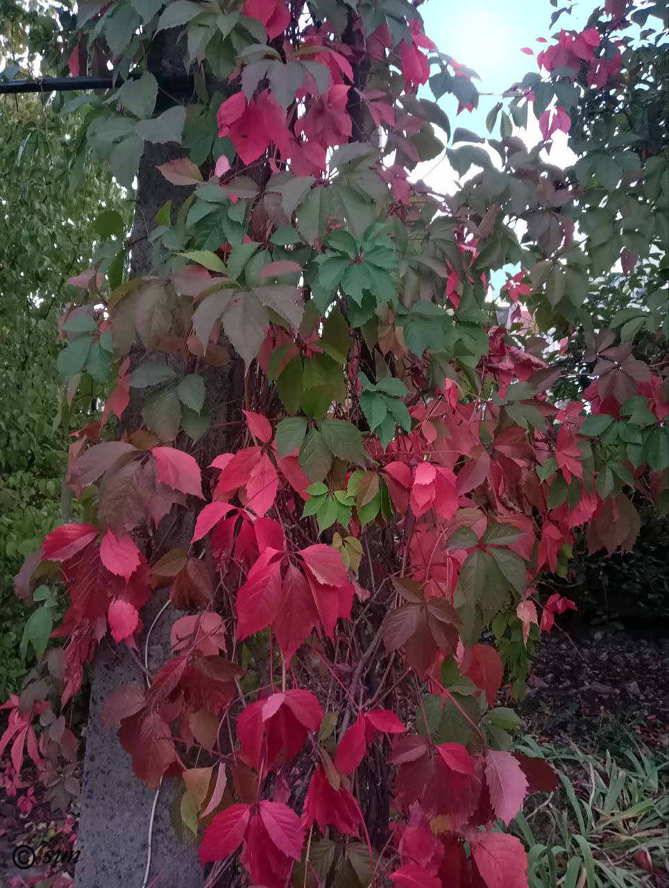 Image of Parthenocissus quinquefolia specimen.