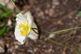 Papaver subspecies gracile