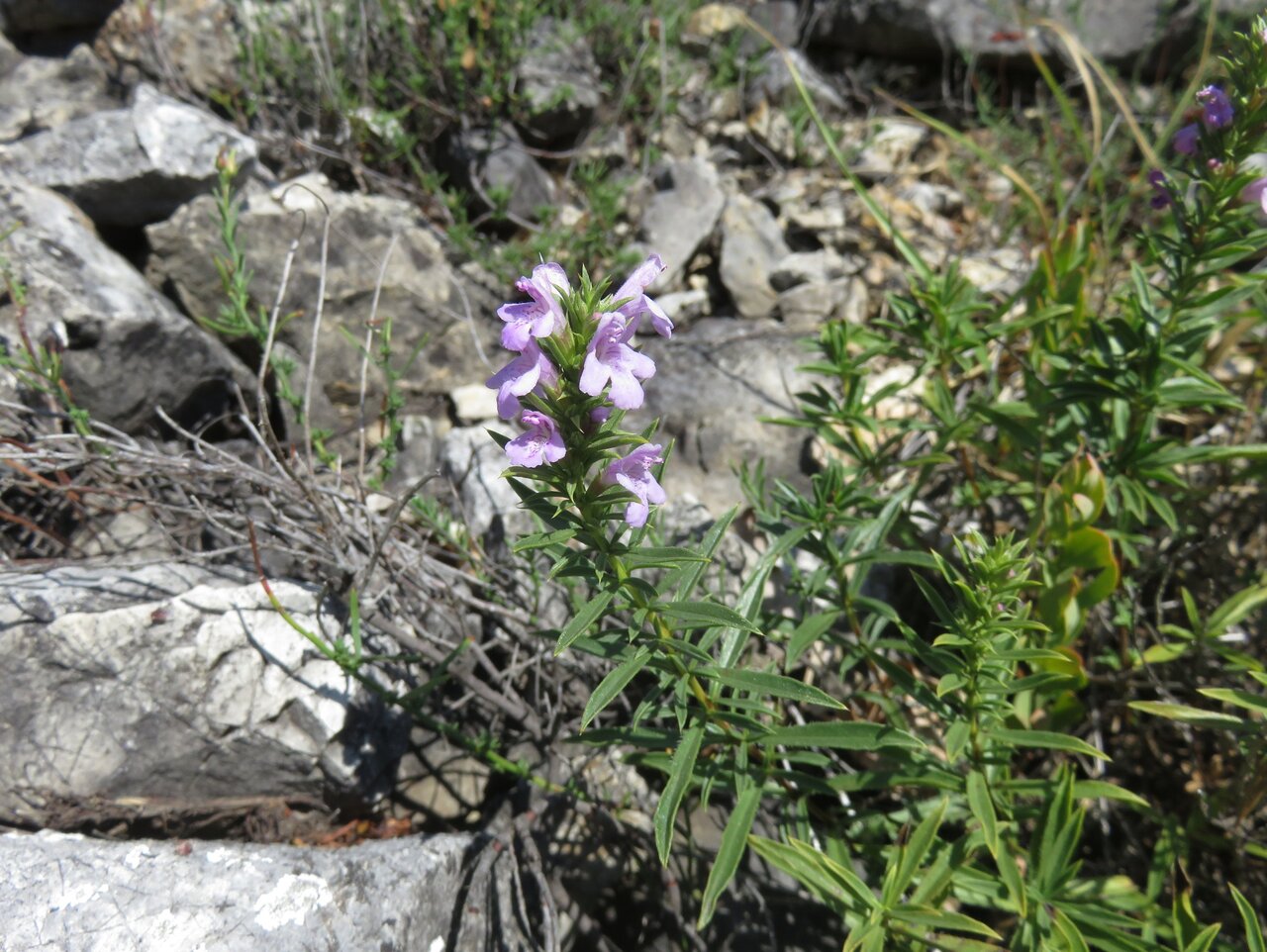 Image of Satureja kitaibelii specimen.