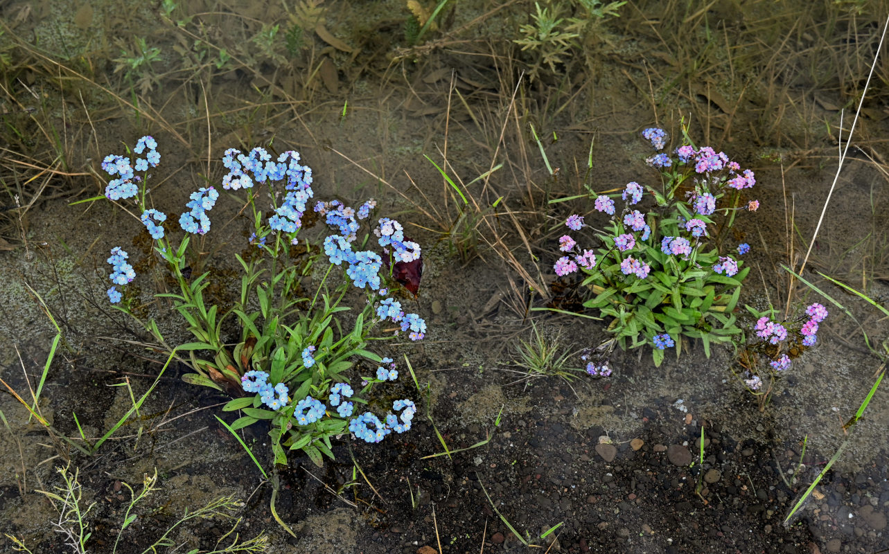 Image of Myosotis asiatica specimen.