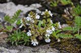 genus Euphrasia. Цветущие растения. Северная Осетия, Ирафский р-н, долина р. Танадон, каменистый склон. 06.07.2016.