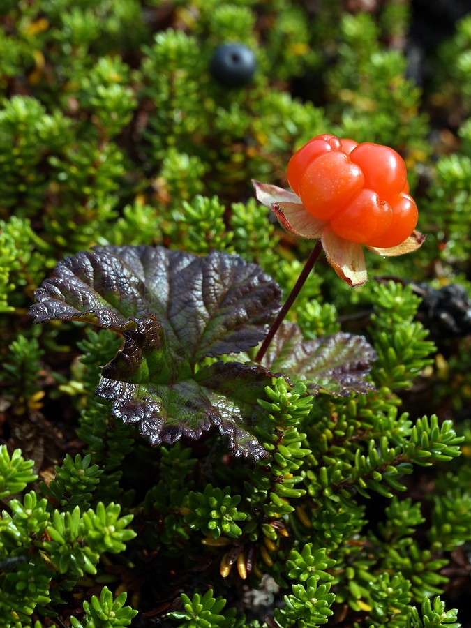 Image of Rubus chamaemorus specimen.