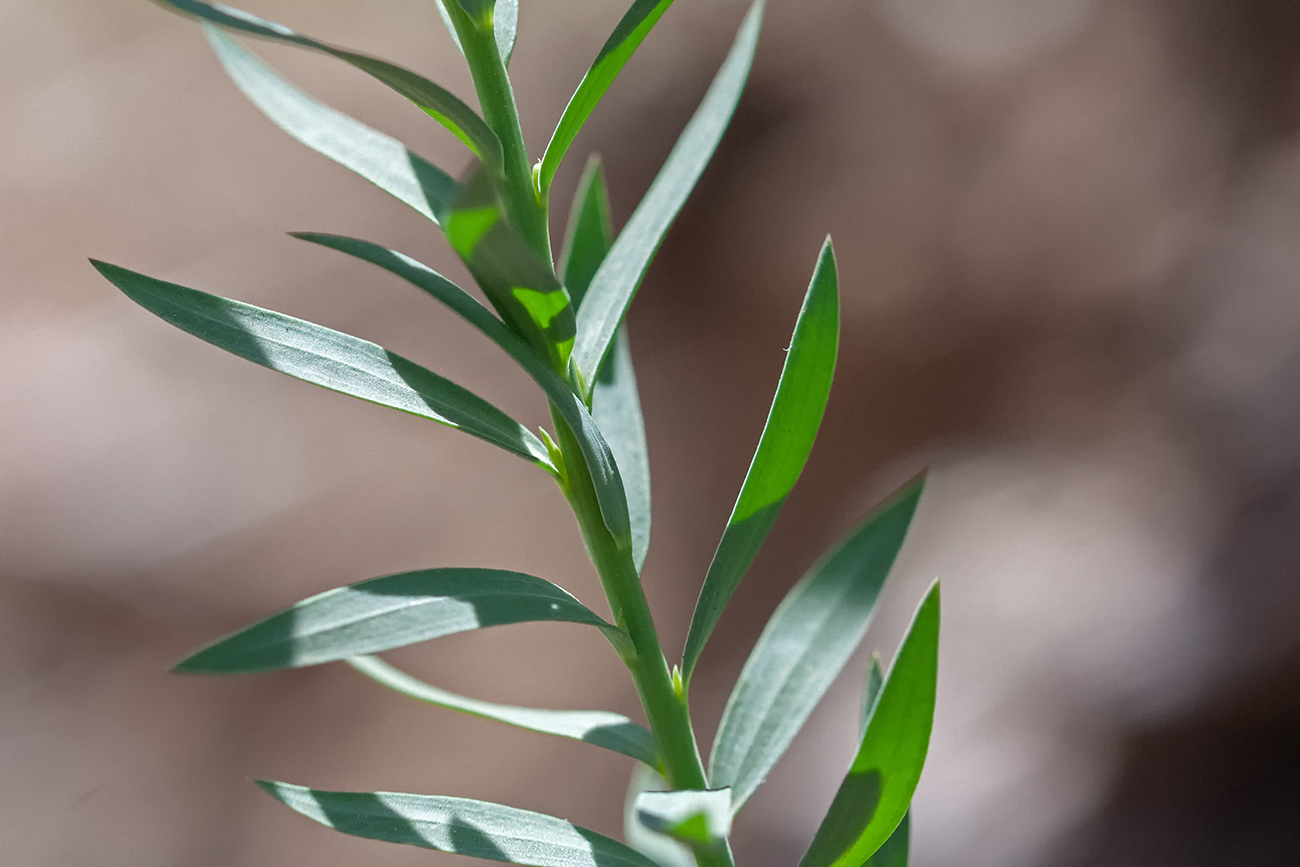 Image of Linum usitatissimum specimen.