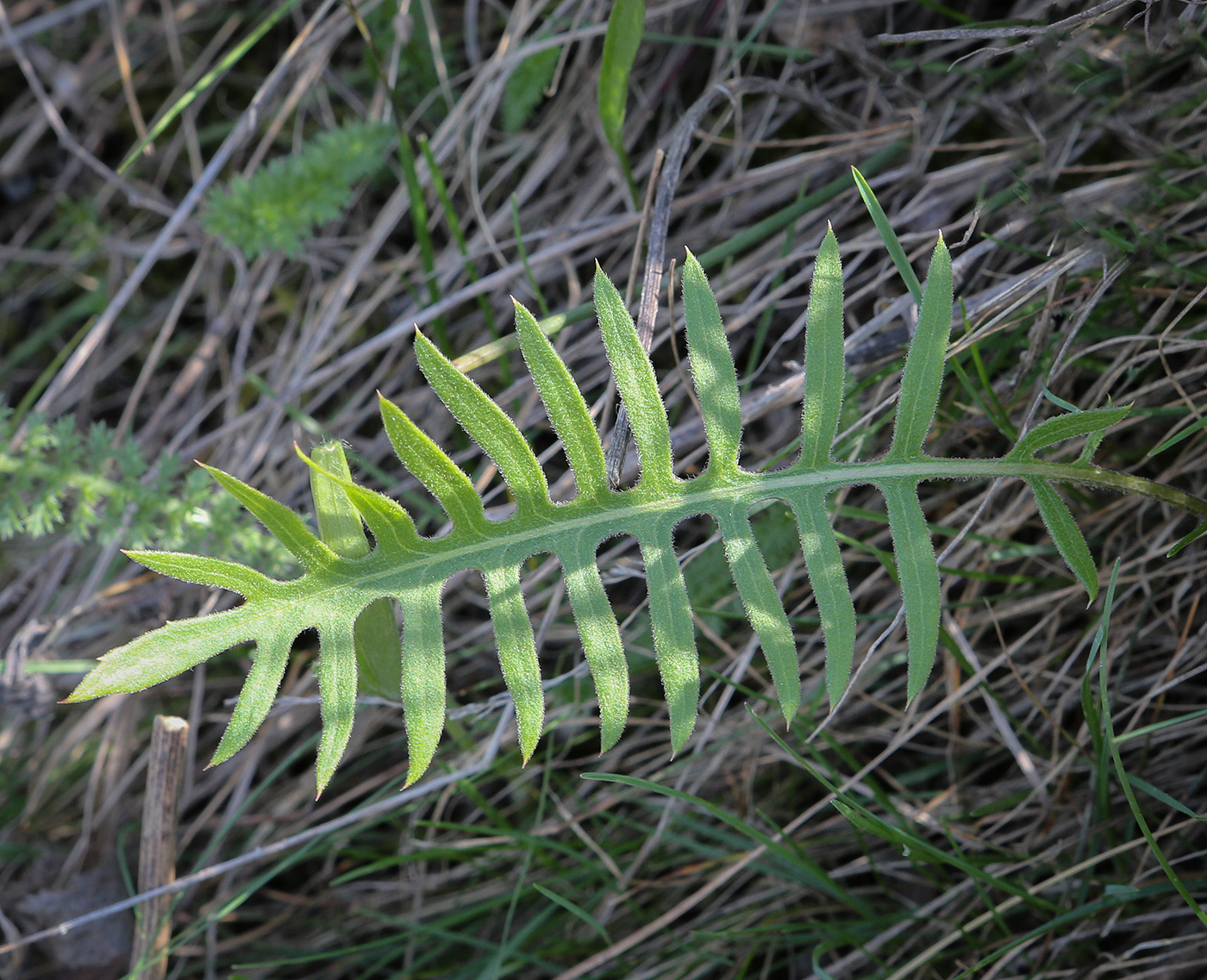 Image of Klasea radiata specimen.