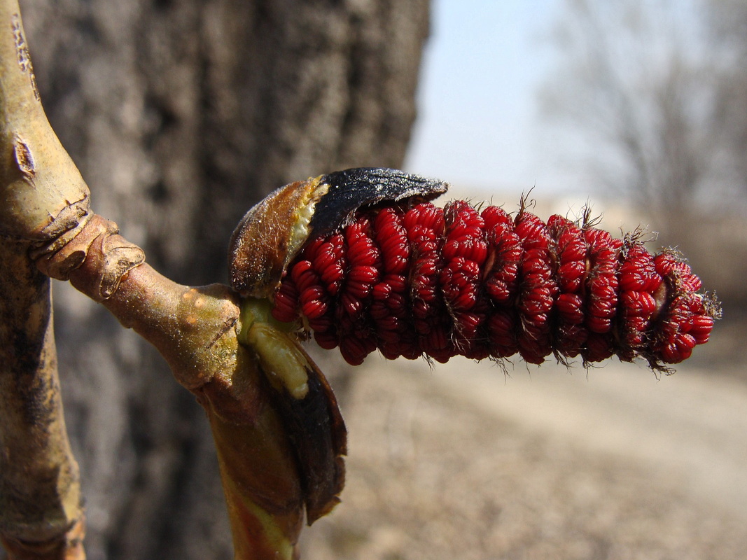 Image of Populus suaveolens specimen.