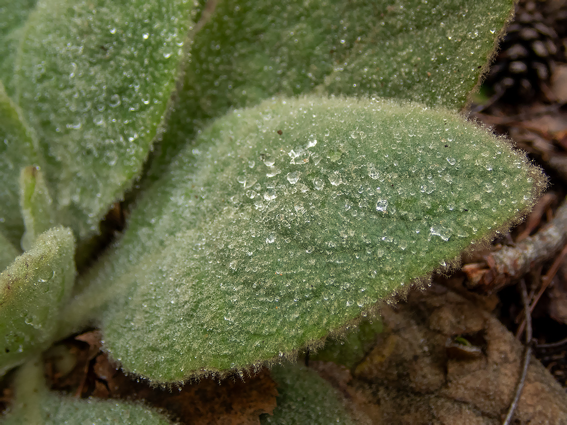 Image of Verbascum thapsus specimen.