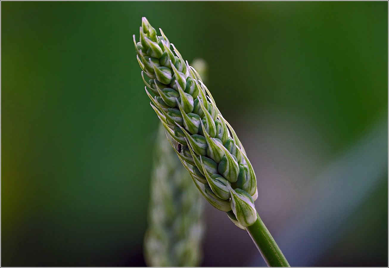 Image of genus Ornithogalum specimen.