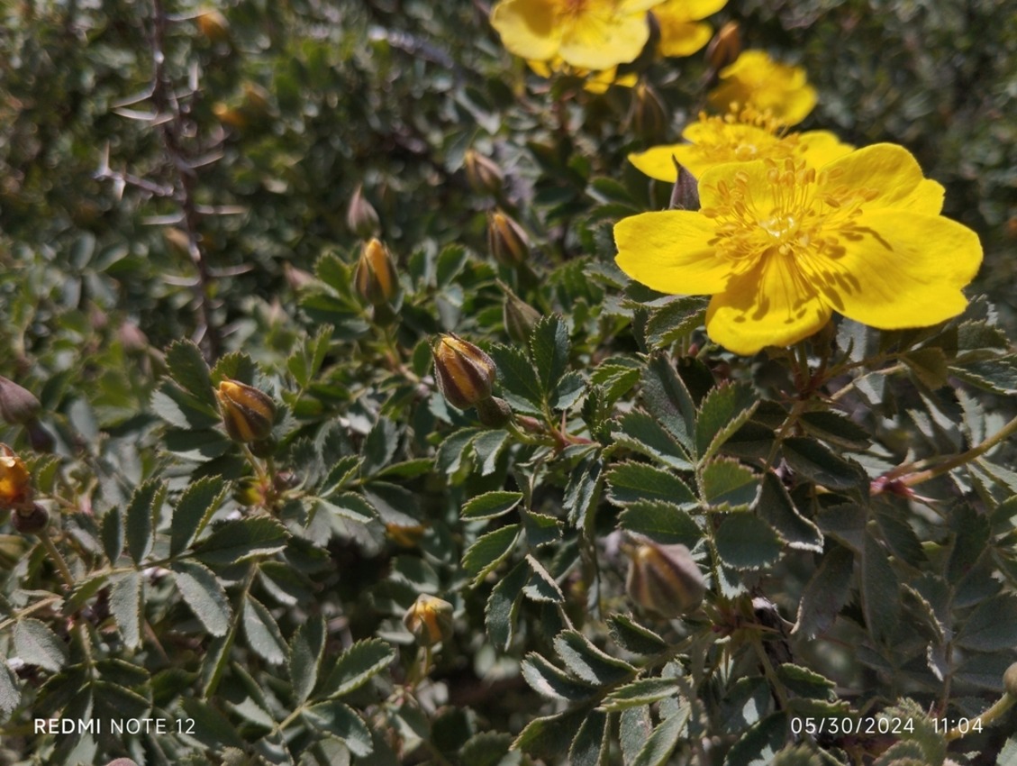 Image of genus Rosa specimen.