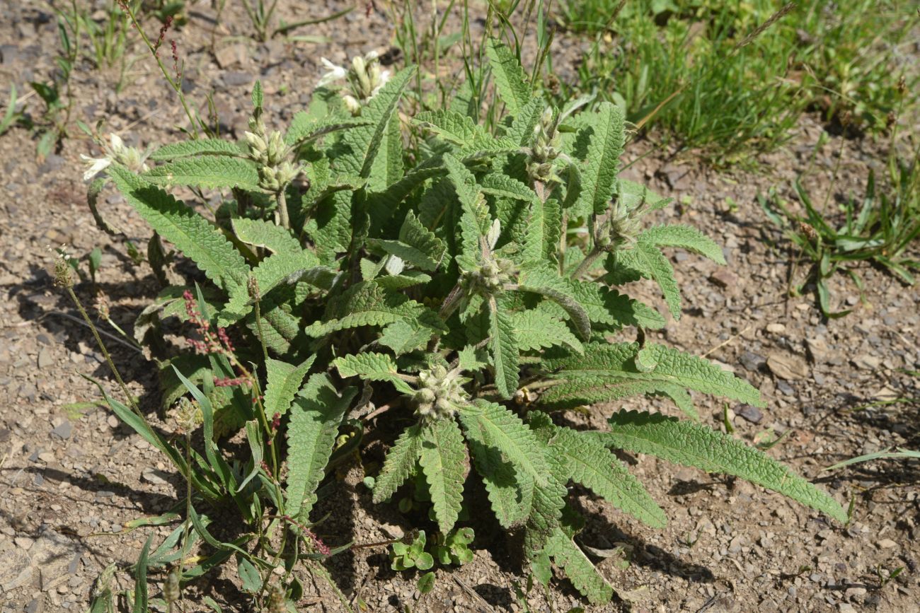 Image of Betonica ossetica specimen.