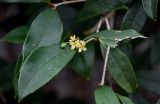 Osmanthus fragrans. Верхушка ветви с соцветием и незрелым плодом. Китай, провинция Гуандун, г. Гуанчжоу, в культуре. 28.05.2024.