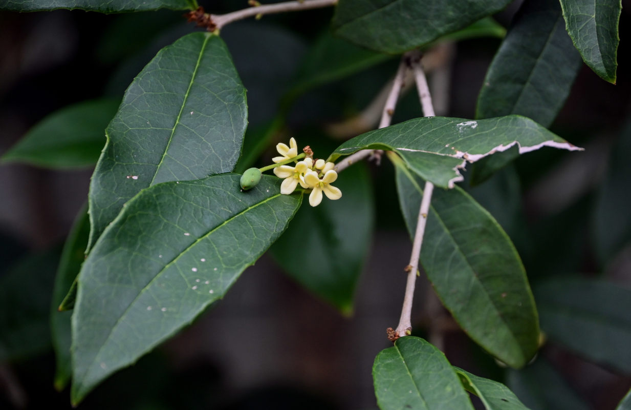 Image of Osmanthus fragrans specimen.