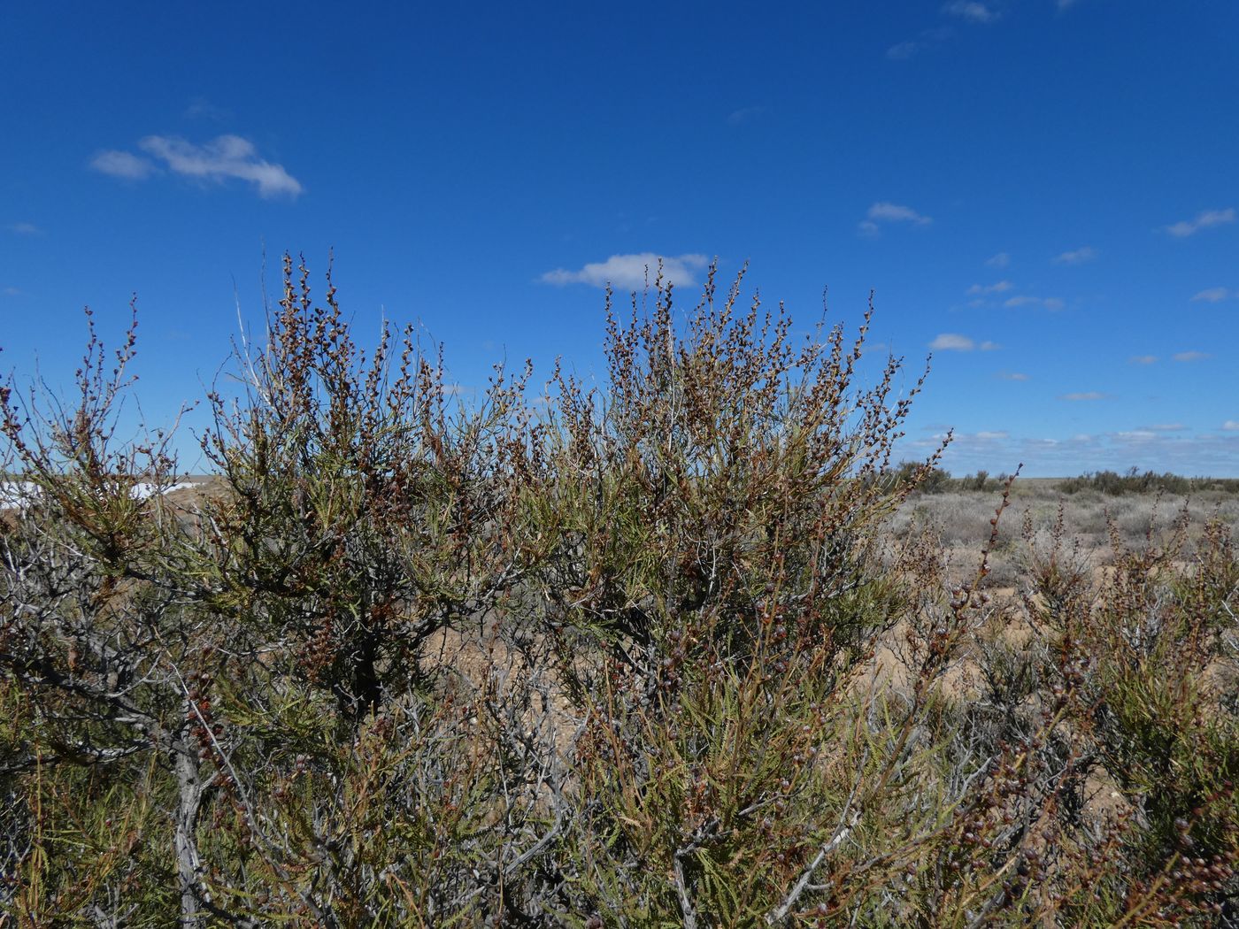 Image of Spiraeanthus schrenkianus specimen.