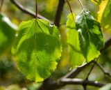 Rhamnus cathartica