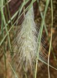 Pennisetum villosum. Соцветие в каплях дождя. Испания, автономное сообщество Каталония, провинция Жирона, комарка Баш-Эмпорда, муниципалитет Палафружель, ботанический сад \"Кап-Роч\", сорное. 27.10.2024.