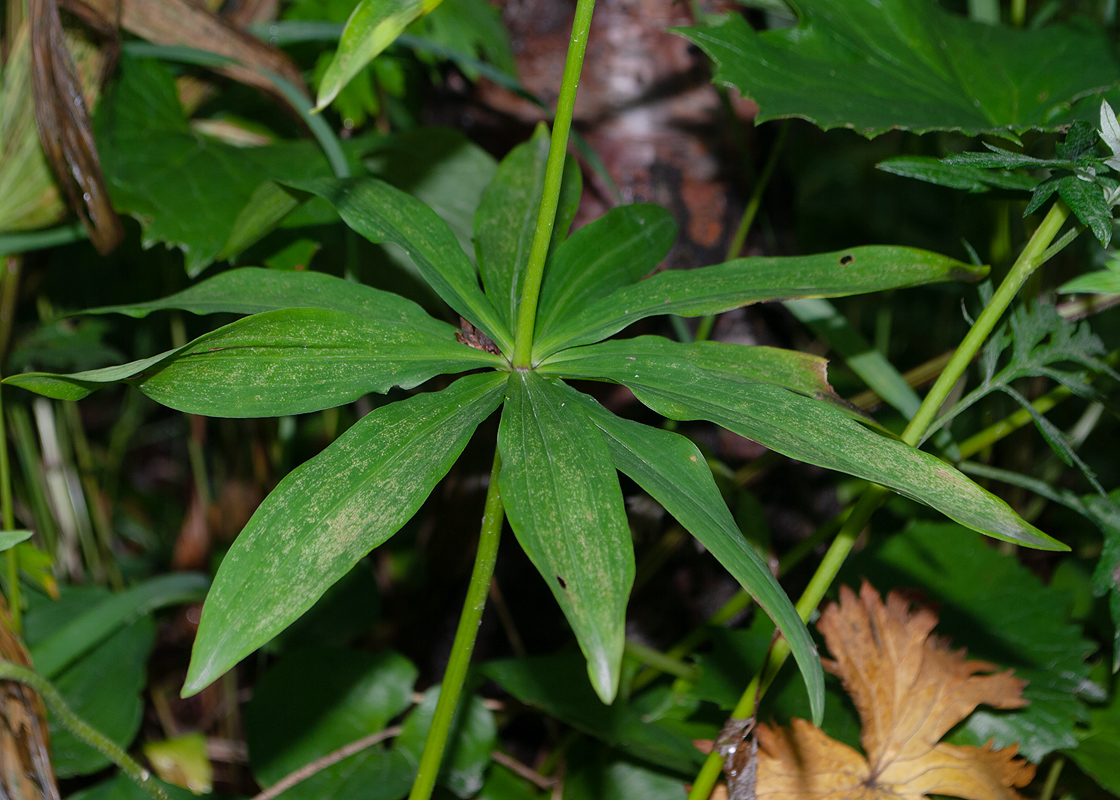 Image of Lilium debile specimen.