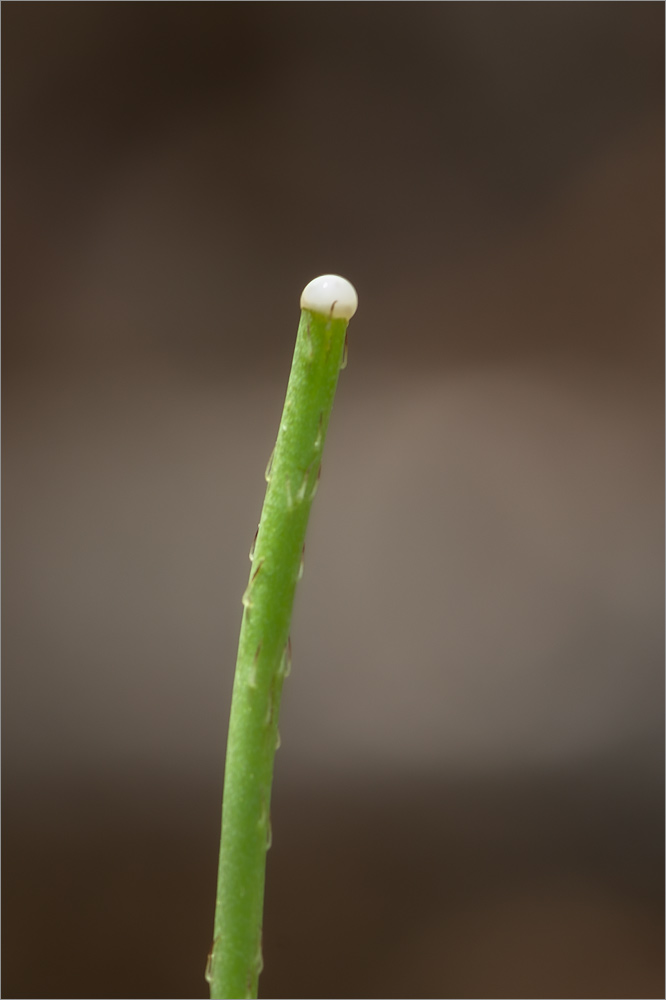 Изображение особи род Papaver.