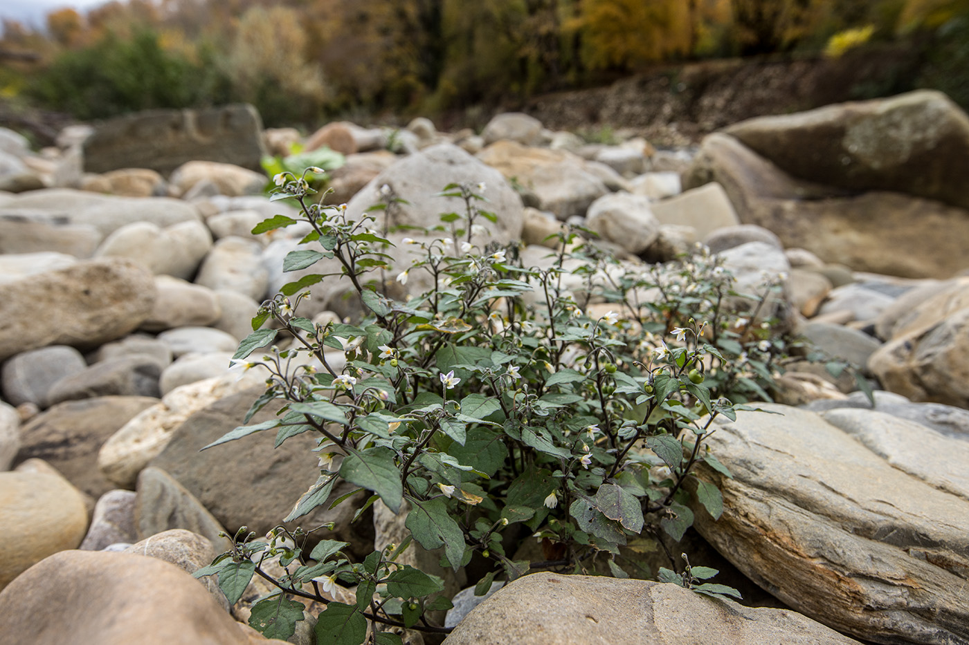 Изображение особи Solanum nigrum.